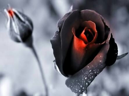 rose