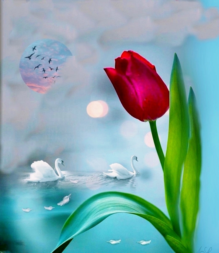 Tulipán y de fondo cisnes.