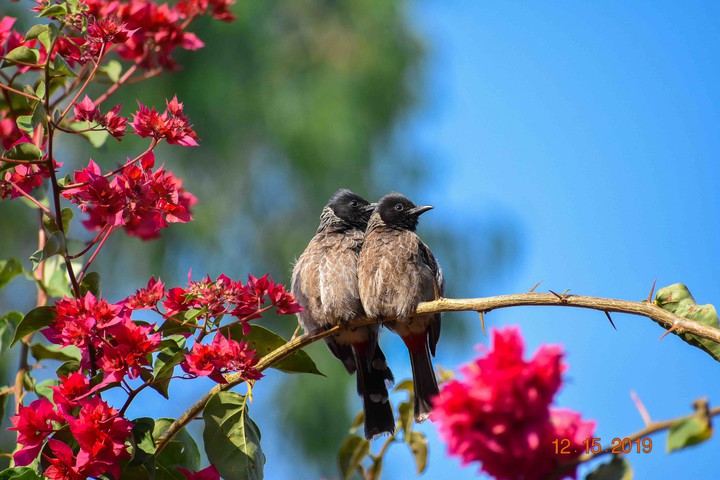 birds