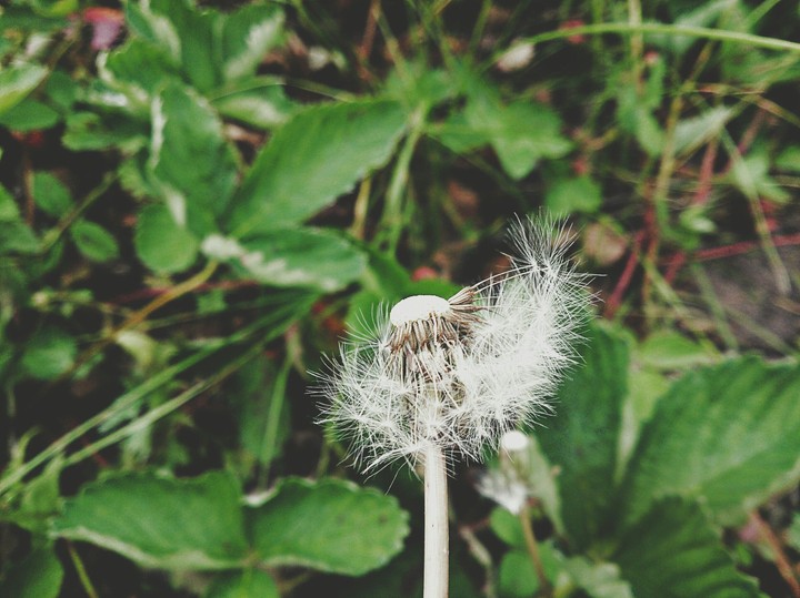 Dandelion