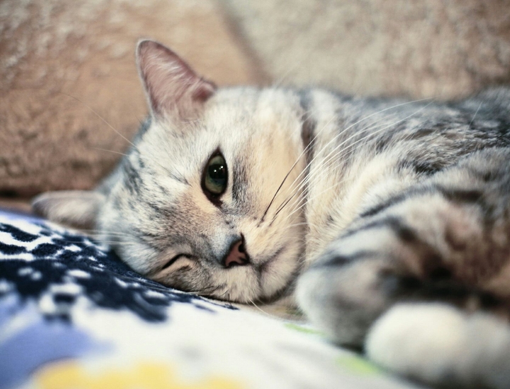 Cat Seeman)
