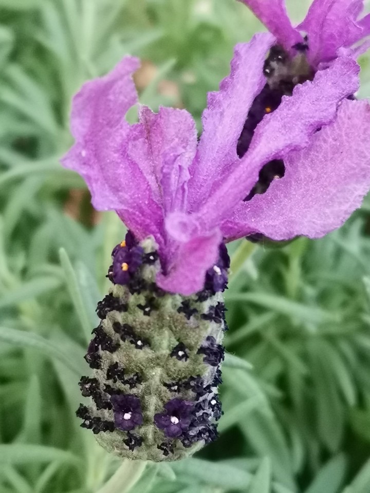 flower of lavander