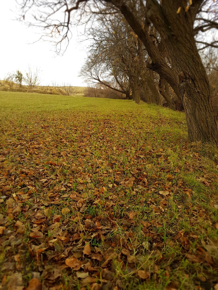 autumn