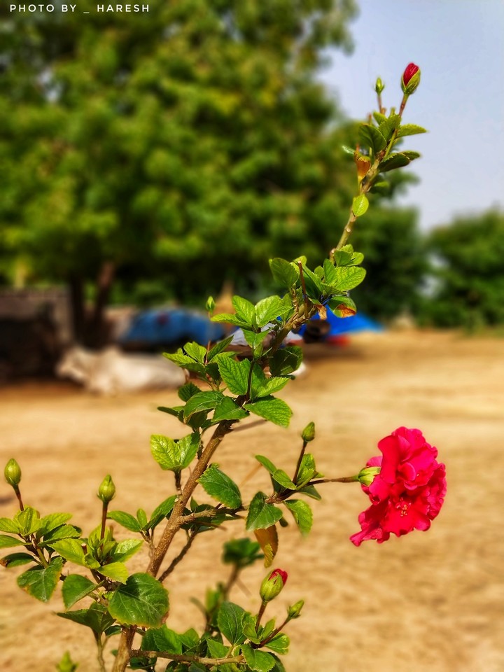 natural beautiful wallpaper rose flower