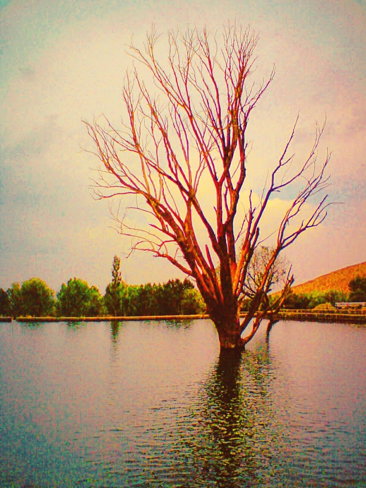 Resistant tree.