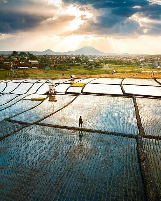 Rice Field