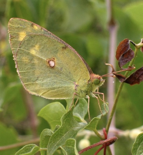 sfondi insect, arthropod