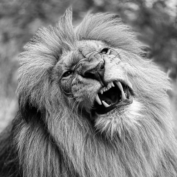 lion