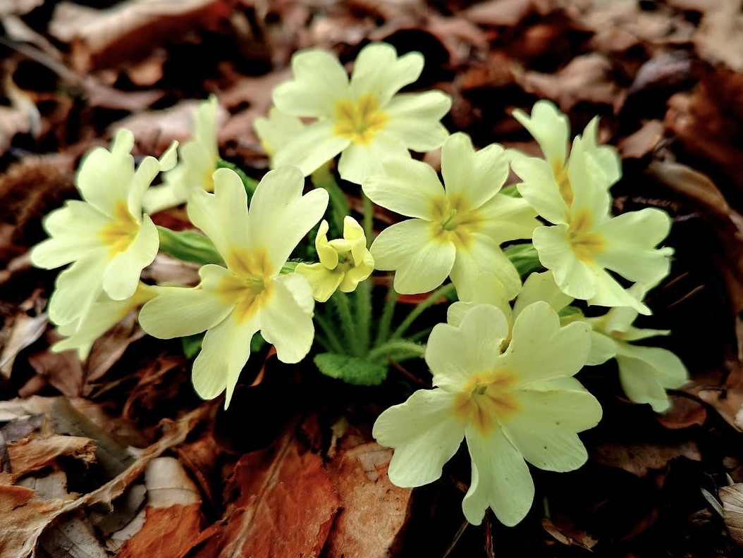 tapety flower, groundcover