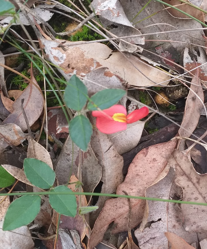 Australian Flora