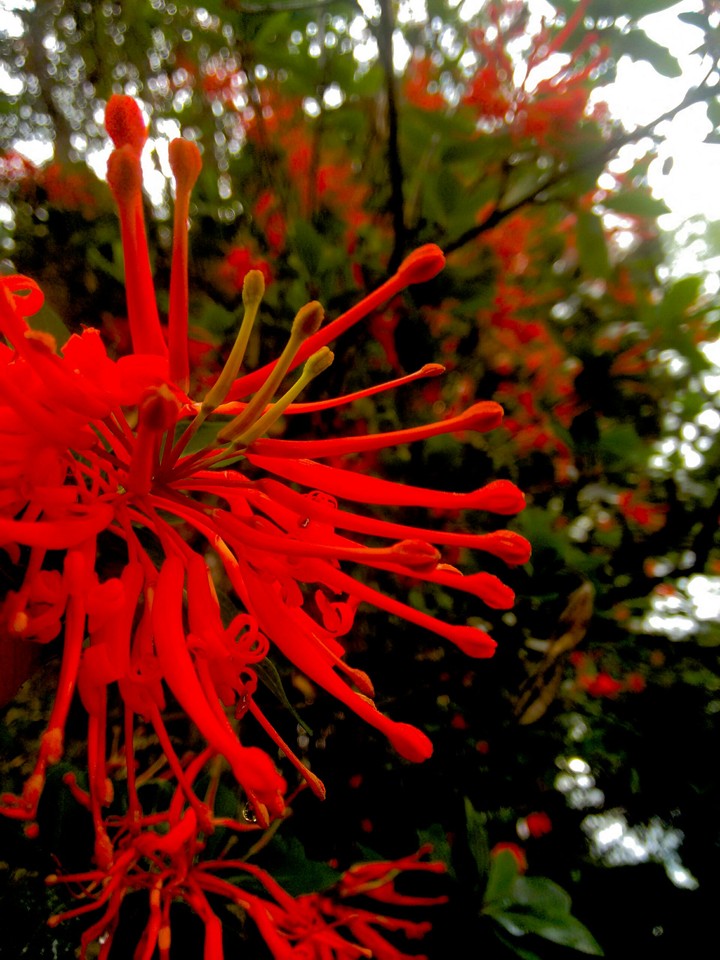 Rojo
