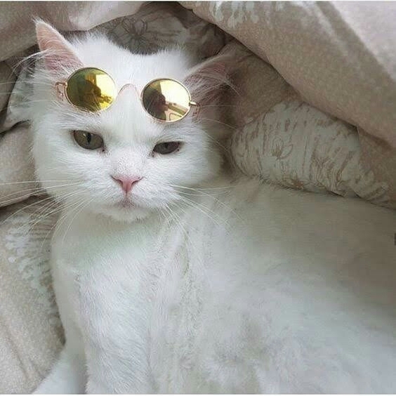 cool Raoul , relax max , a l'aise Blaise !