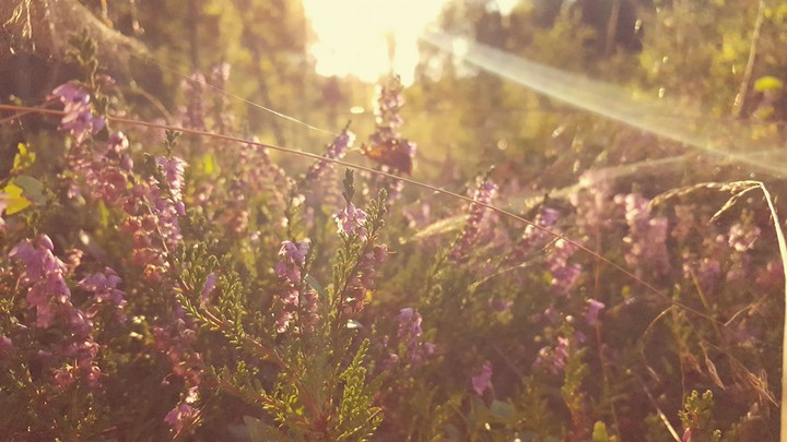 Swedish Woods