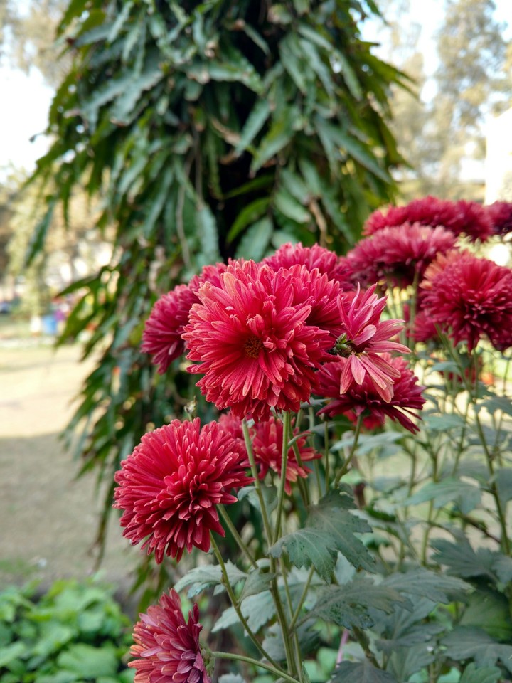 flowers HD