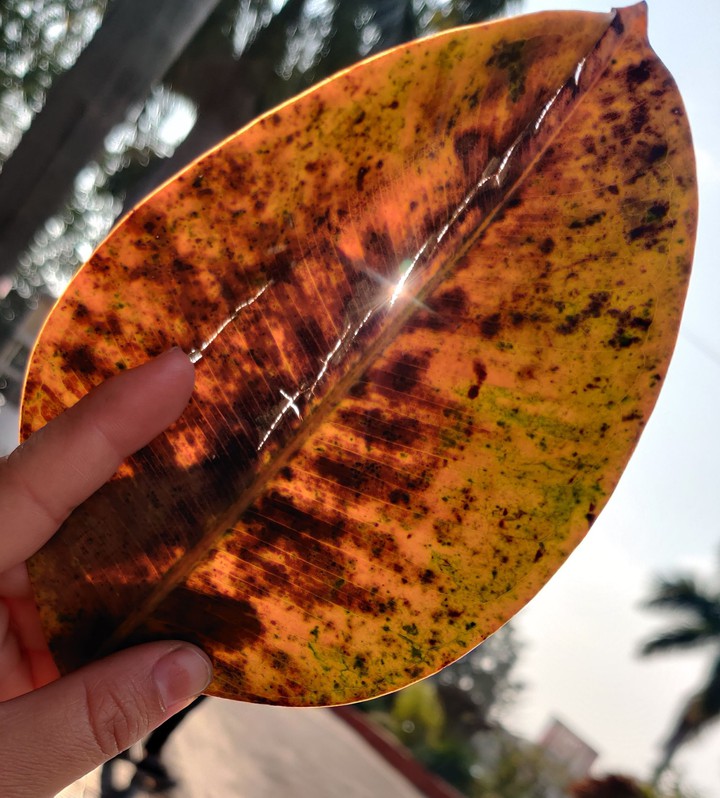 Leaf
