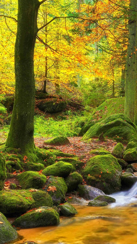 Hartzer Hartzer Wald