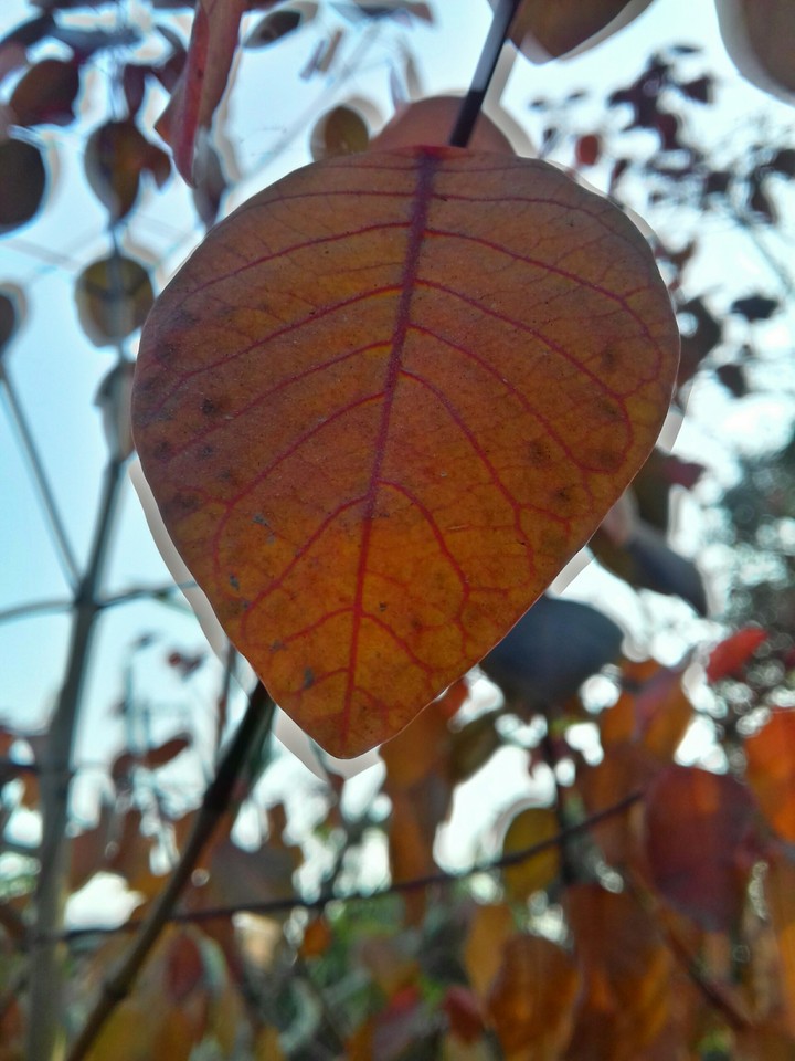 leaf