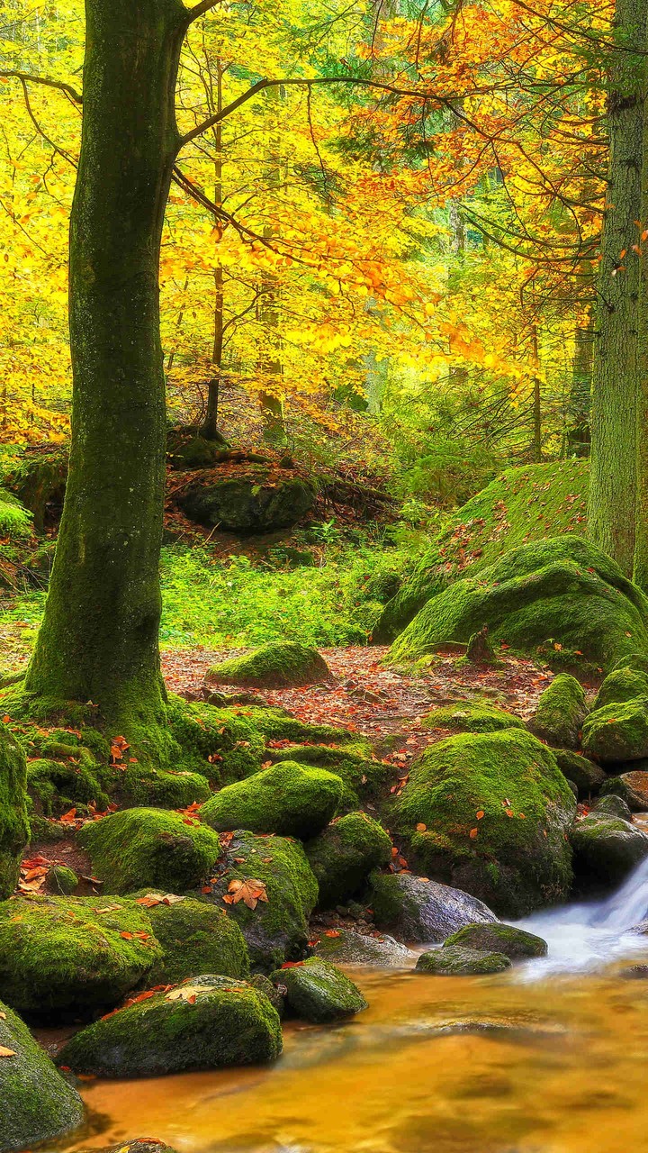 Hartzer Hartzer Wald