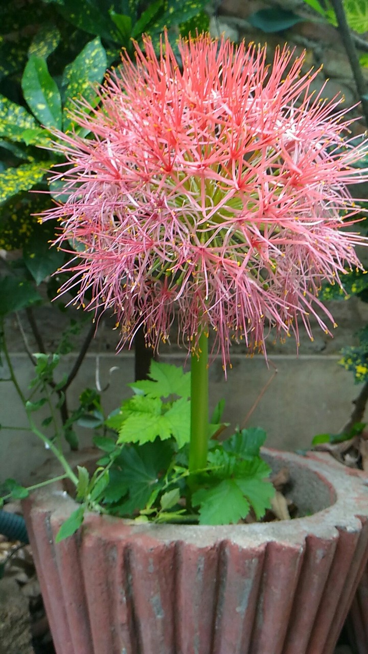 may flower