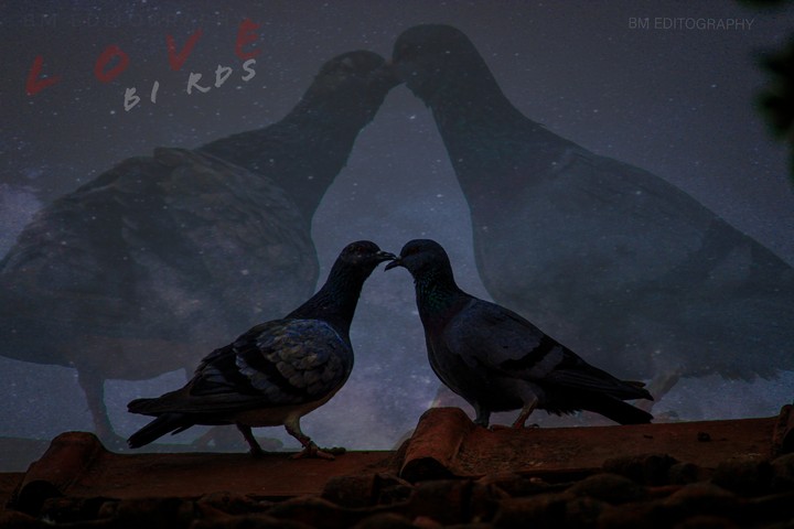 love birds