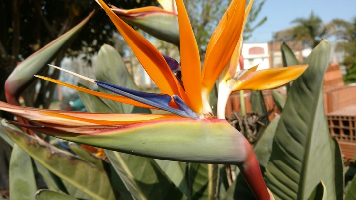 Flor del pájaro