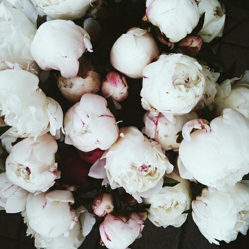 peony