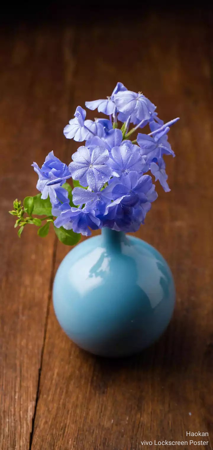 blue flowers
