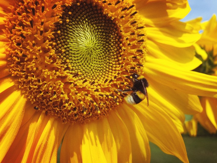 bee with sunflower