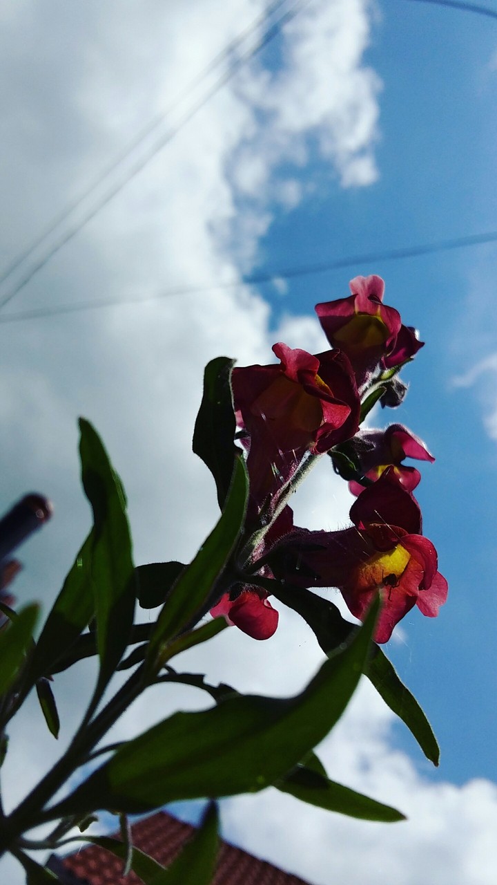 NATURE