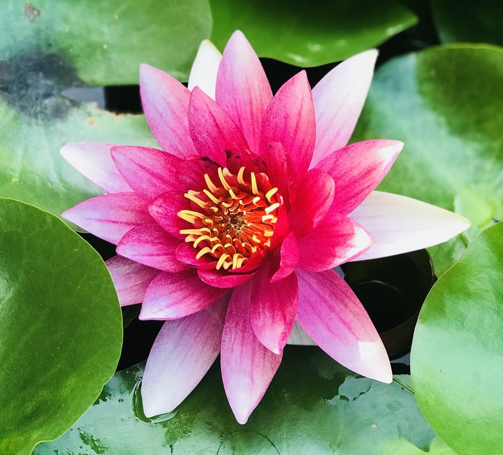 Lotus