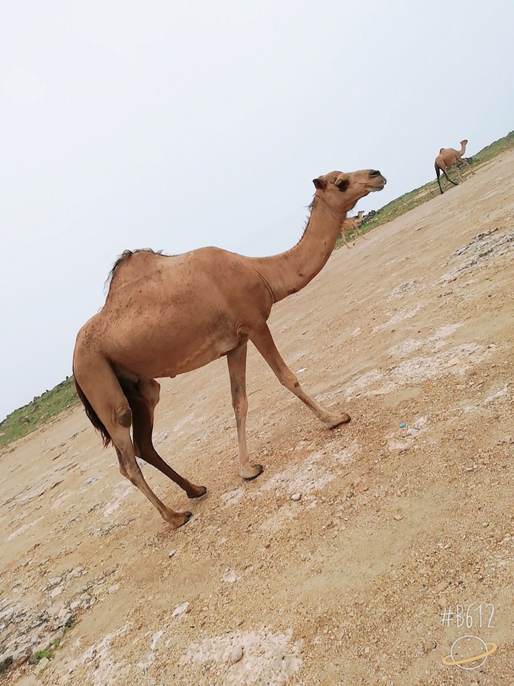 Salalah photography