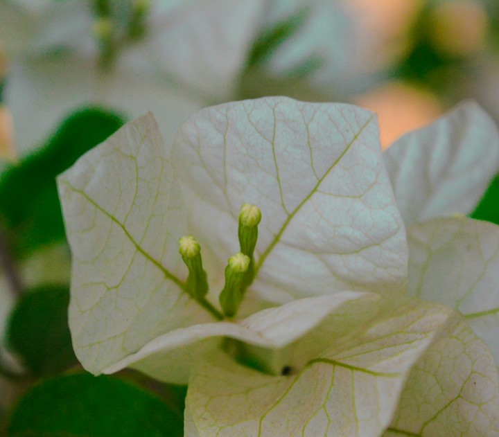 white rose