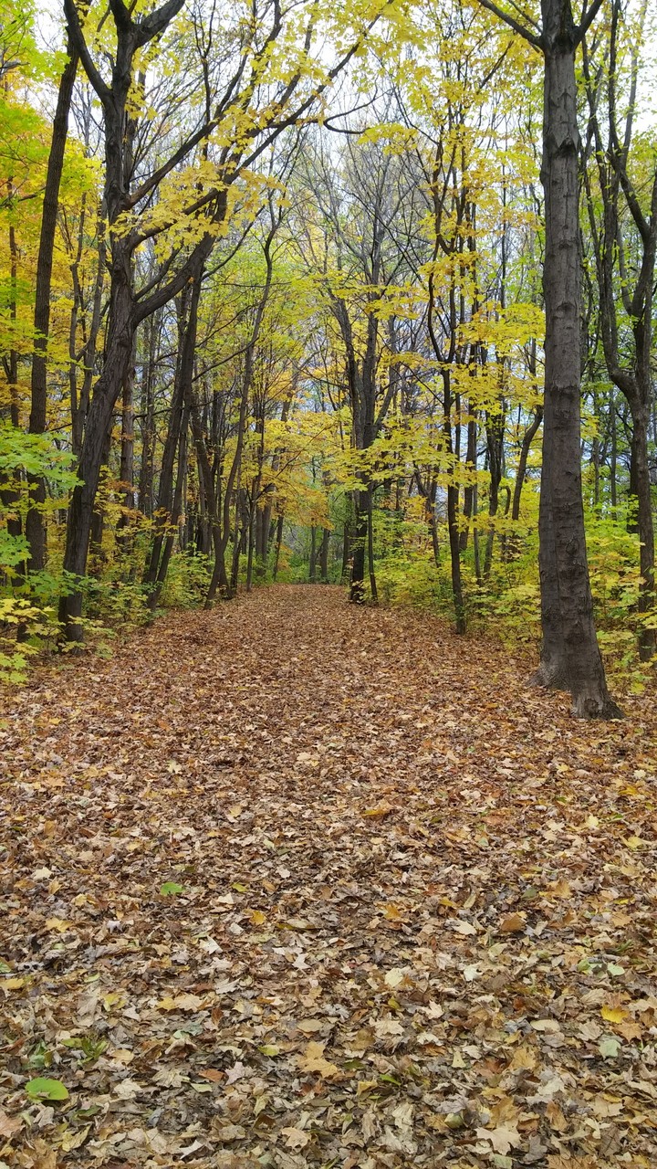 into the wood