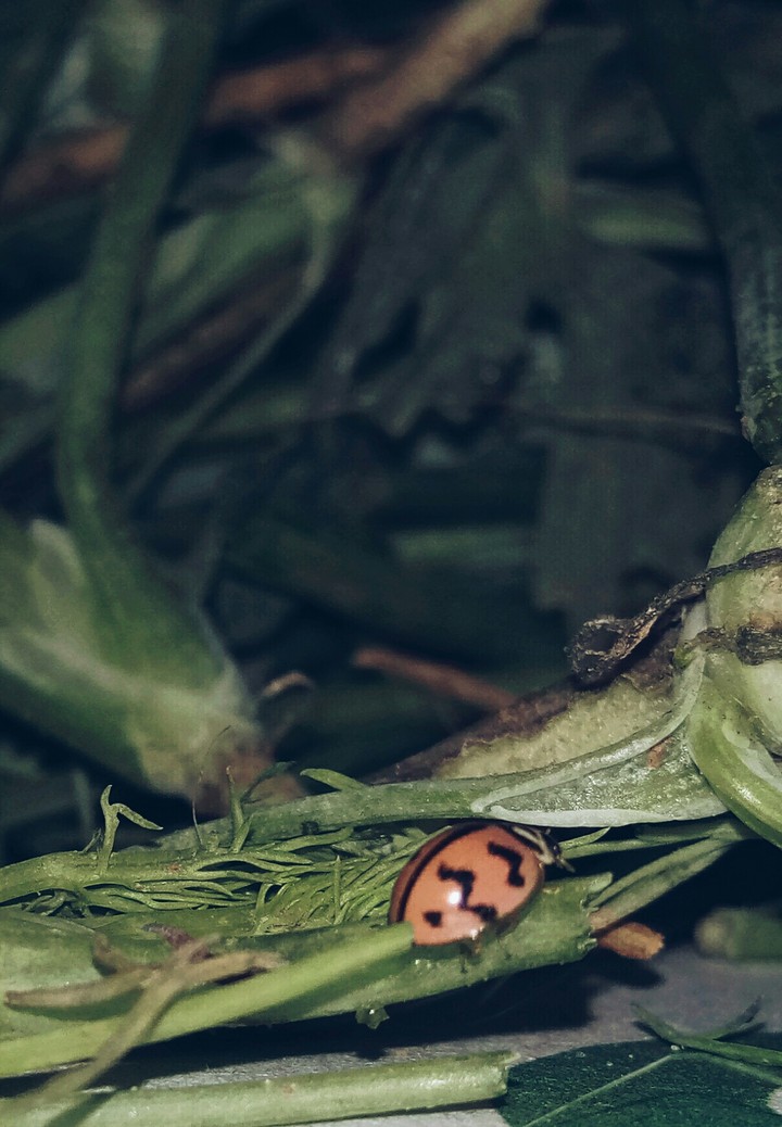 Bugs all around 