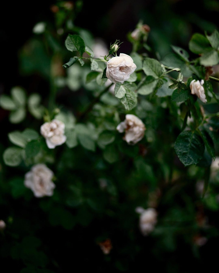 rose