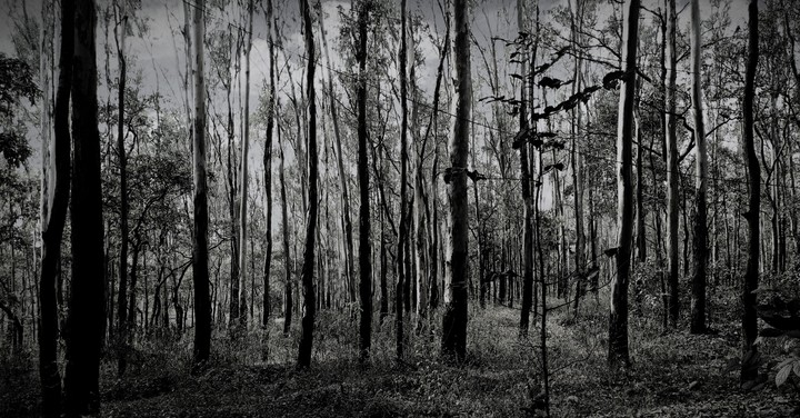 Woods