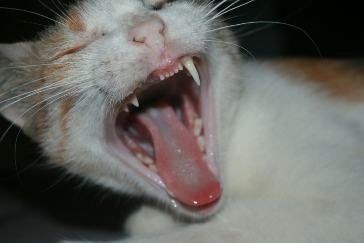 cat (kajal)