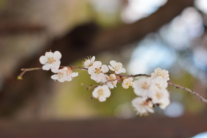 Primavera