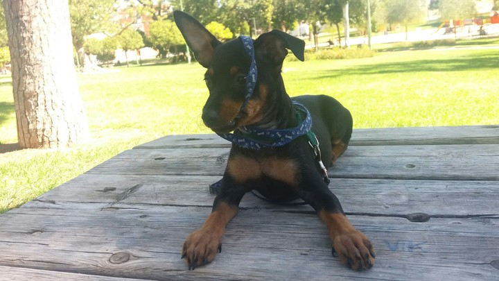 dog