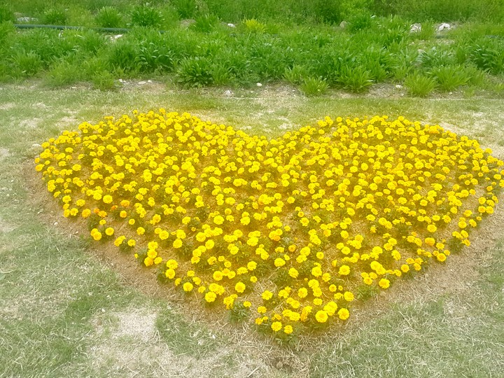 국화하트