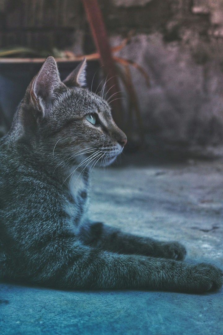 cat sad