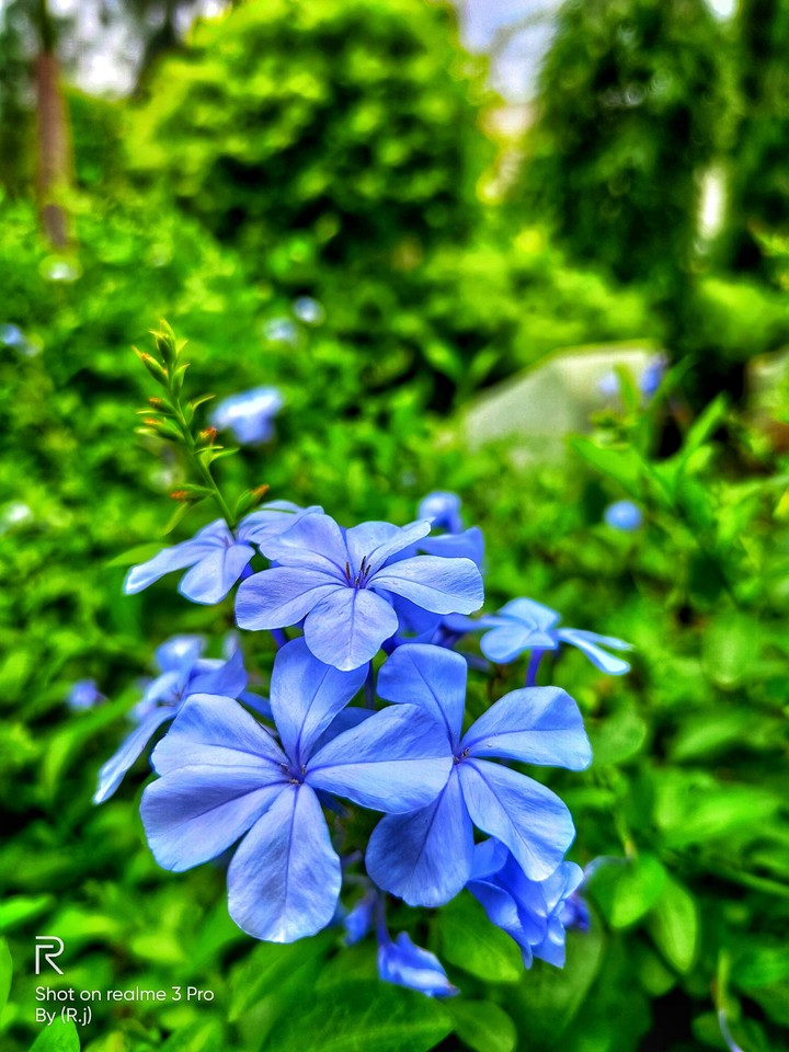 my photographing (Rj)