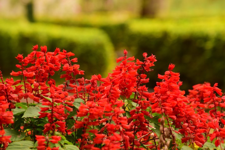 Flowers