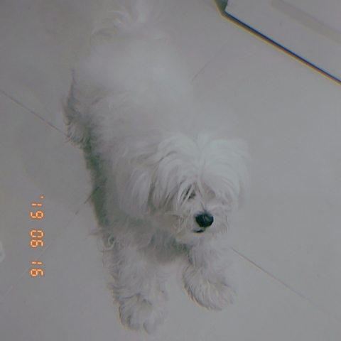 킨털의 강아지 ? My dog of the Mahale Mountains