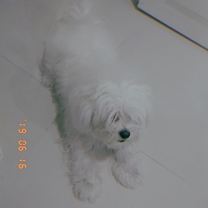 킨털의 강아지 ? My dog of the Mahale Mountains