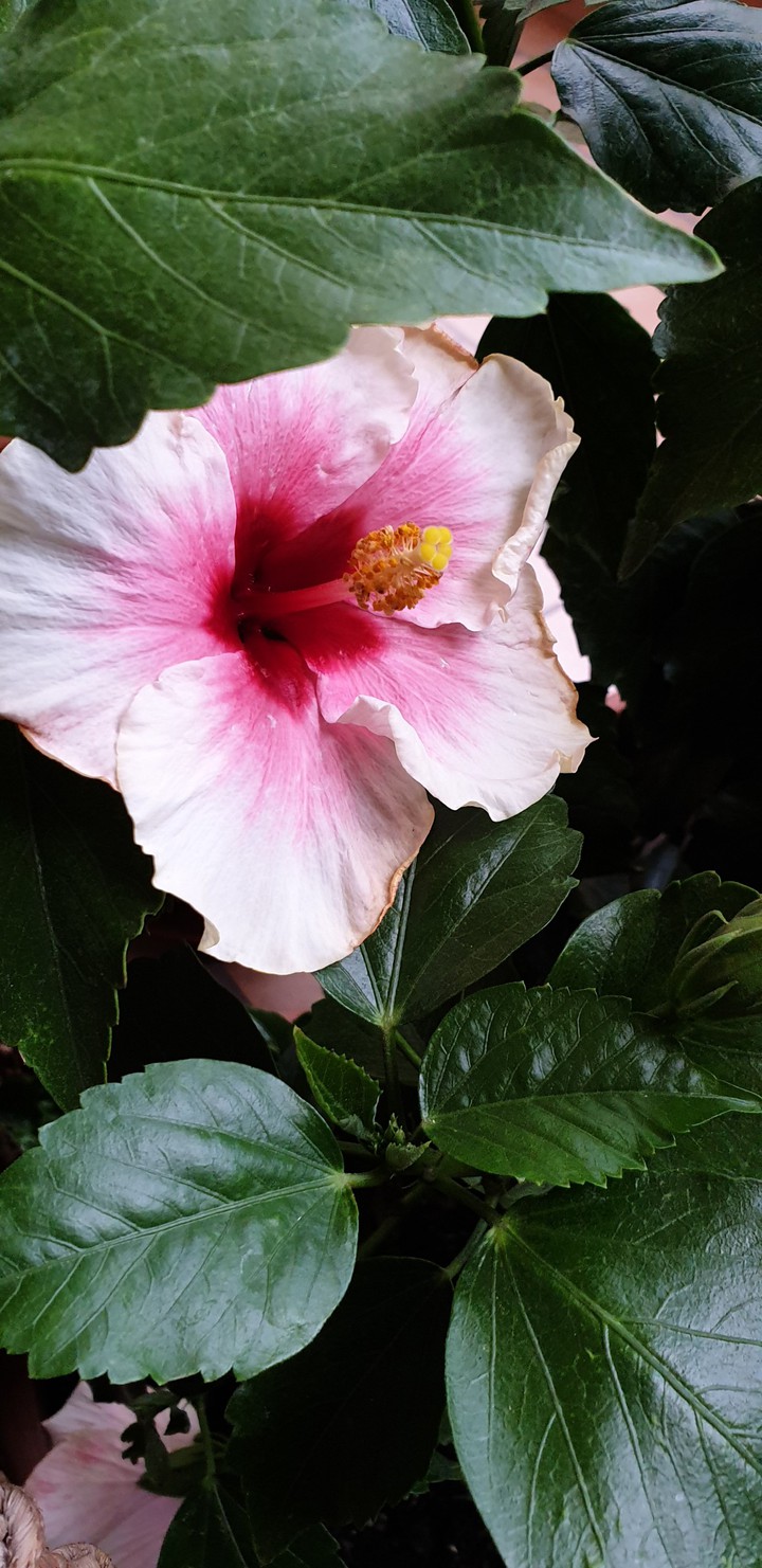 Pink ibiscus