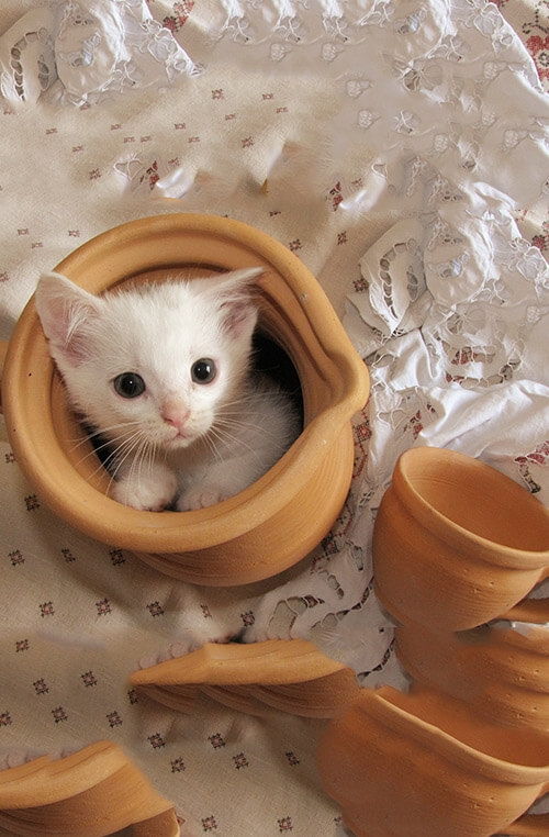 The Cat
