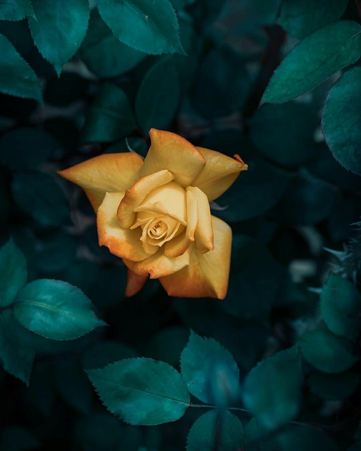 Wallpaper Of The Day ❤️