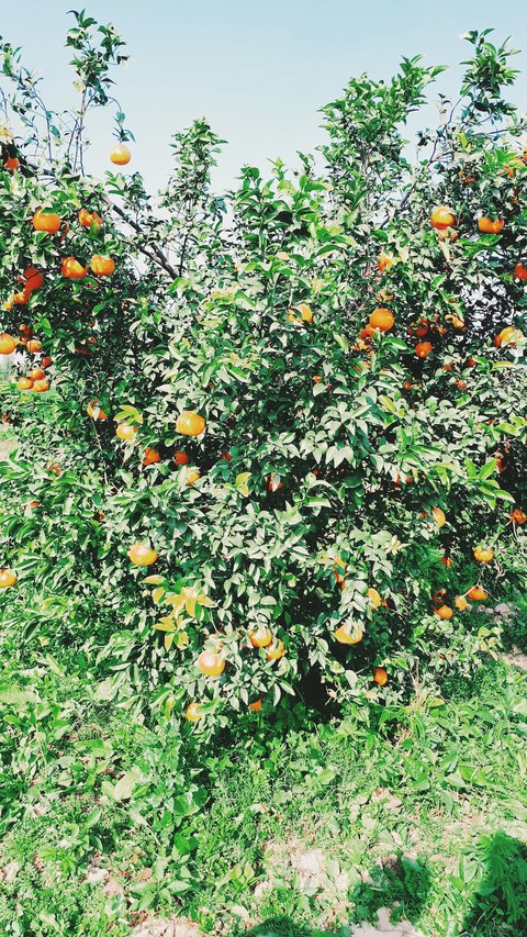 oranges❤