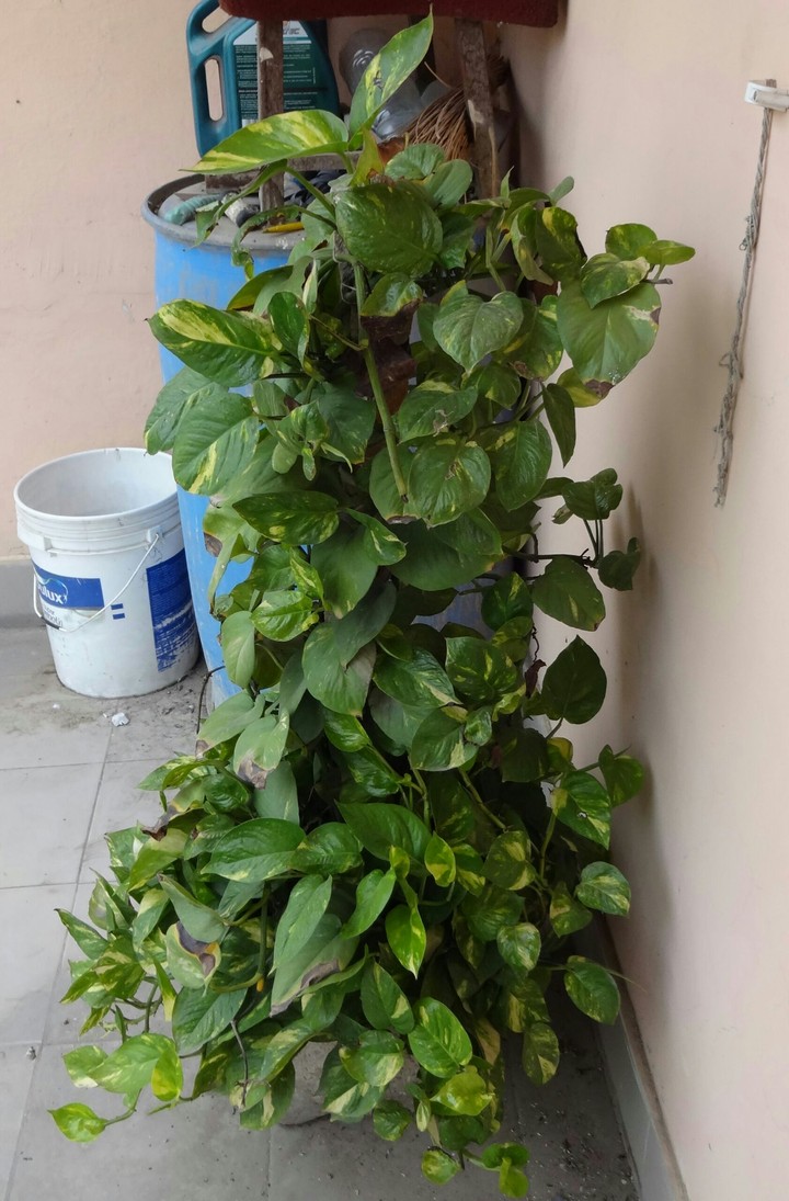 Money plant ;-)